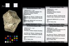 Foto (Objekt + Etikett) von Mundidae indet.  (NHMW-GEO-1990-0041-2477b)